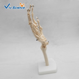 Modelo Anatómico <span class=keywords><strong>de</strong></span> Mano Humana en 3D, Modelo <span class=keywords><strong>de</strong></span> Articulación <span class=keywords><strong>de</strong></span> Mano <span class=keywords><strong>de</strong></span> Tamaño Real, Modelo <span class=keywords><strong>de</strong></span> <span class=keywords><strong>Huesos</strong></span> <span class=keywords><strong>de</strong></span> Mano, Modelo <span class=keywords><strong>de</strong></span> <span class=keywords><strong>Huesos</strong></span> Anatómicos con Mano Humana Real - Product Image 3