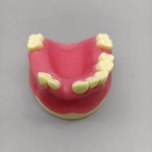 Model palsu gigi rahang atas hilang dan alat dental dasar untuk gigi lembut - Product Image 3