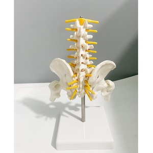 Becken-Lendenwirbelsäulen-Nerven-Knochen-Skelettmodell für Geburtshilfe, Gynäkologie, Orthopädie und Schmerztherapie, Kleines 5-Teiliges Beckenmodell - Product Image 4