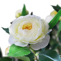 Grosir dekorasi rumah Bonsai tanaman hijau Camellia bunga pohon buatan Pot bunga bonsai buatan pohon