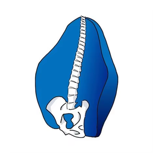 <span class=keywords><strong>Respaldo</strong></span> de espuma viscoelástica <span class=keywords><strong>para</strong></span> aliviar el dolor de espalda, cojín ortopédico de soporte Lumbar <span class=keywords><strong>para</strong></span> silla de oficina y coche - Product Image 4
