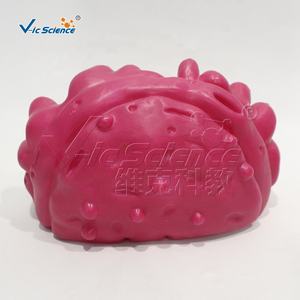 Modelo de Estructura de Órganos Vegetales de PVC para Enseñanza y Formación en Ciencias Médicas y Anatómicas en Escuelas - Product Image 4