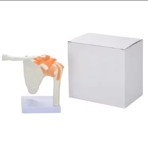 SCIEDU Modelo de Hombro Humano 1:1 de PVC para Anatomía, Ortopedia Deportiva, Enseñanza <span class=keywords><strong>del</strong></span> Dolor, Esqueleto y Ligamentos - Product Image 2