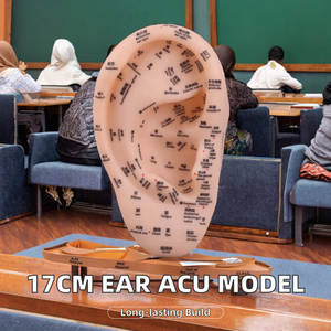 Modelo de acupuntura de oreja inglesa súper clara de 17cm, figura de medicina china de plástico suave, puntos de acupuntura para aprender - Product Image 3