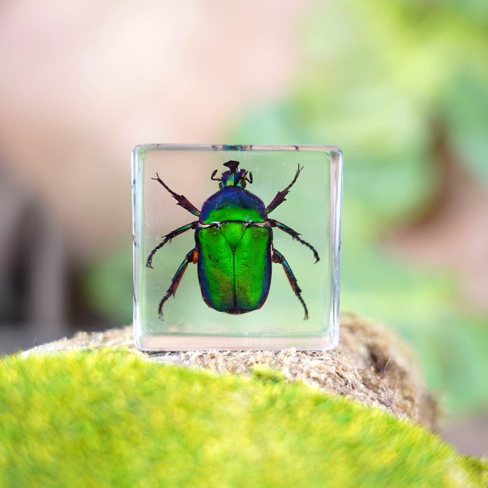 Китайский поставщик QF, образцы насекомых, продажа образцов сушеных насекомых, жук, смола, пресс-вес, смола, хрустальные игрушки ручной работы