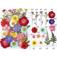 Fleurs pressées et feuilles séchées mélangées pour loisirs créatifs, matériel artisanal pour autocollants DIY et art floral fait main