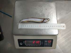 ปลา Capelin 8ชิ้นยอดนิยมปลา Capelin <span class=keywords><strong>shishamo</strong></span> - Product Image 4