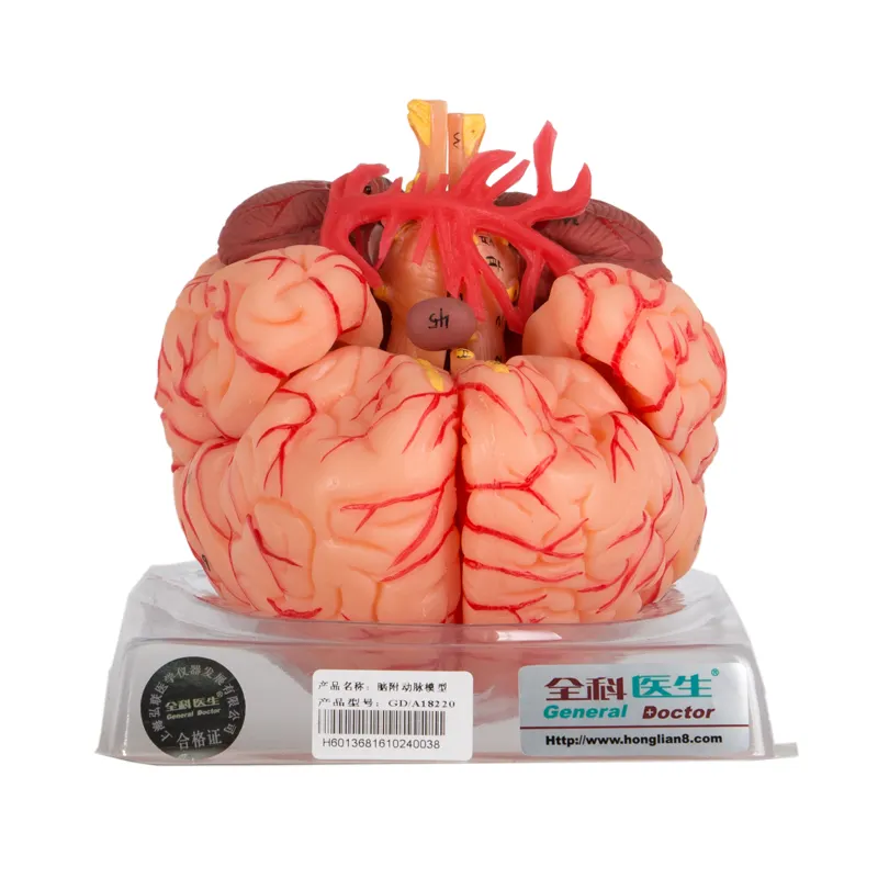 1 boîte GD/A18220, science décolleté du cerveau, anatomie avec modèle des vertèbres