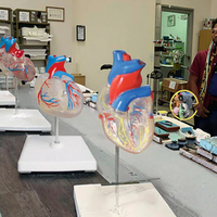 Modèles anatomiques de cœur en PVC pour l'éducation scolaire en sciences médicales