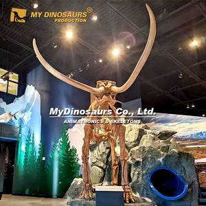 MY DINO Fossile d'animal de l'ère glaciaire, squelette de mamouth, exposition du Musée National, à vendre - Product Image 3