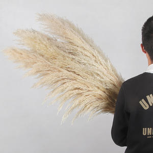 Suministros de boda para decoración de eventos, natural, barato, seco, esponjoso, blanco, Beige, hierba de <span class=keywords><strong>Pampa</strong></span>, pampas de 40 pulgadas, hierba de <span class=keywords><strong>Pampa</strong></span> natural, para la boda, para la decoración de eventos - Product Image 5