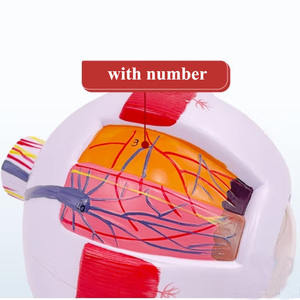 Modelo Anatómico del Ojo Humano Ampliado 6 Veces, Modelo de la Estructura del Ojo con Marcas - Product Image 3