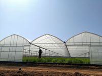 Serre agricole personnalisée de grande taille à bas prix Serre hydroponique à film plastique multi-span à vendre