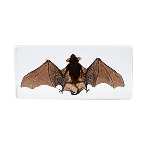 Caja de inyección de cristal, resina transparente, murciélago, Animal, enseñanza Insided, espécimen integrado - Product Image 5