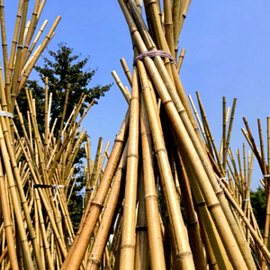 Postes de Bambú Ecológicos de Primera Calidad, Estacas de Soporte para Plantas de Alta Calidad, Venta al Por Mayor - Product Image 1