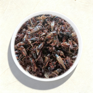 Bioforte Grillos Secos <span class=keywords><strong>de</strong></span> Teleogryllus Mitratus, Alimento <span class=keywords><strong>de</strong></span> Alta Proteína para Reptiles y Aves, Cría en Granja, para Hámsteres, Gecko Leopardo, Dragón Barbudo - Product Image 1