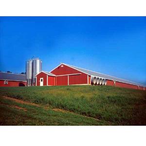 Casa de aves de corral automática a gran escala Estructura de acero ligera Diseño de cobertizo de aves de corral Granja de pollos moderna para pollos de engorde - Product Image 5