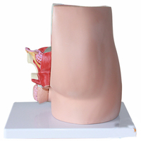 Modèle de section sagittale de la cavité pelvienne masculine, modèle du système urinaire des organes internes et externes