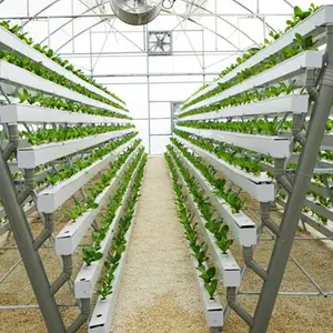 Green House Indoor Vegetable Growing Hydroponic System For Greenhouse Farming Tomato Growing