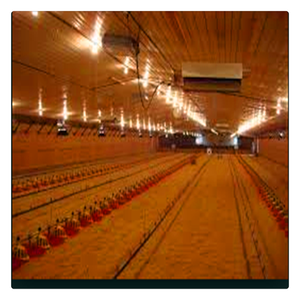 Conception de ferme de volaille de poulet de structure en acier préfabriquée moderne 1000 couches de maisons de poulets d'oeufs hangar de poulailler <span class=keywords><strong>à</strong></span> <span class=keywords><strong>vendre</strong></span> - Product Image 3
