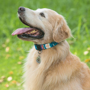 맞춤 제작 가능하고 튼튼하며 내구성이 뛰어난 대형견 및 소형견용 폴리에스터 반려견 목줄 - Product Image 6