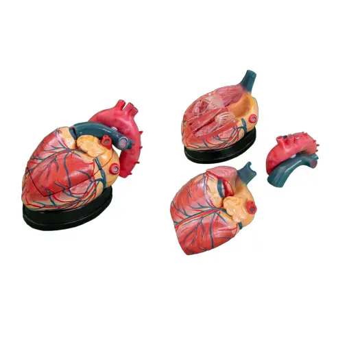 Enlarged Human Heart Anatomical Model Detachable Human Heart Model