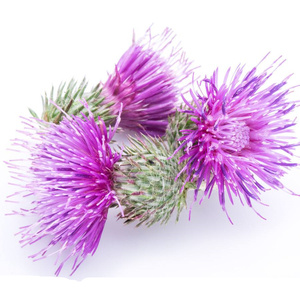 โรงงานผลิตวัตถุดิบซิลิมาริน สารสกัดจากมิลค์ทิสเซิลชนิดผง ที่ได้รับมาตรฐาน HACCP และ GMP เพื่อการปกป้องตับ - Product Image 6