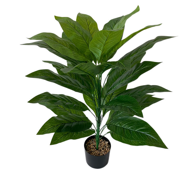 ใบเขียวไม่มีหม้อ