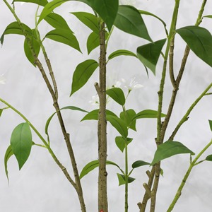 Décoration Maison & Restaurant : Bonsaï en Pot de <span class=keywords><strong>Jasmin</strong></span> Artificiel Coloré en Plastique du Guangdong - Product Image 6