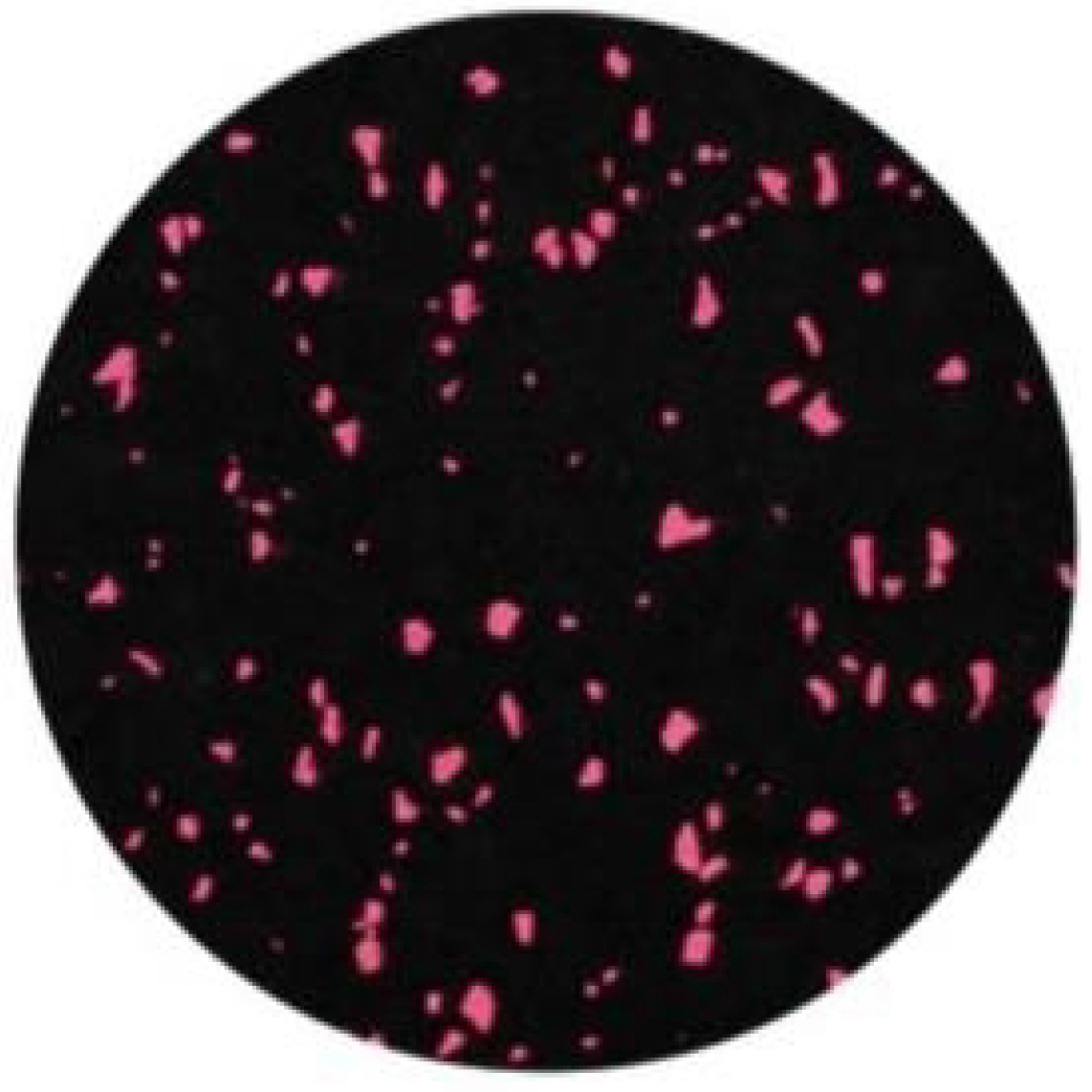 COMPOSITE-rose red Dot