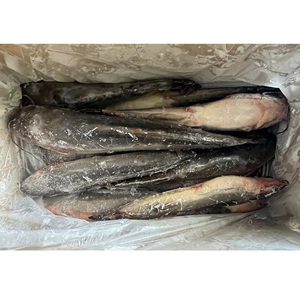ผู้ส่งออกปลาดุก500-1000กรัม - Product Image 5