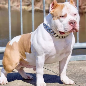 Collar de perro de acero inoxidable chapado en oro de 18 quilates de 32mm con logotipo personalizado Durable Rottweiler <span class=keywords><strong>Pitbull</strong></span> Animal Strong <span class=keywords><strong>Bully</strong></span> Cadena cubana Perros grandes - Product Image 2