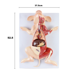 Modelo de Anatomía de Cerdo de Alta Calidad en PVC, Modelo de Embrión de Cerdo para Enseñanza, Modelo Anatómico Animal para Veterinarios - Product Image 2