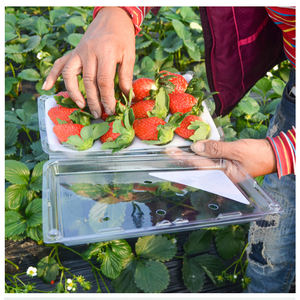 علبة تعبئة شفافة للفراولة 10/12/ثقوب صندوق بطانة الرغوة حاوية تعبئة شفافة للفراولة - Product Image 2