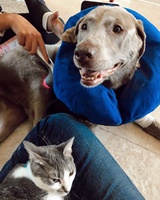 810 nm diode laser vétérinaire pour chat cheval chien soulagement de la douleur tecar thérapie physiothérapie laser soulagement de la douleur instrument