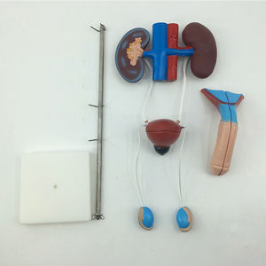 Modello Anatomico della Struttura degli Organi Umani, Reni e Vescica, Modello del Sistema Urinario Maschile - Product Image 4