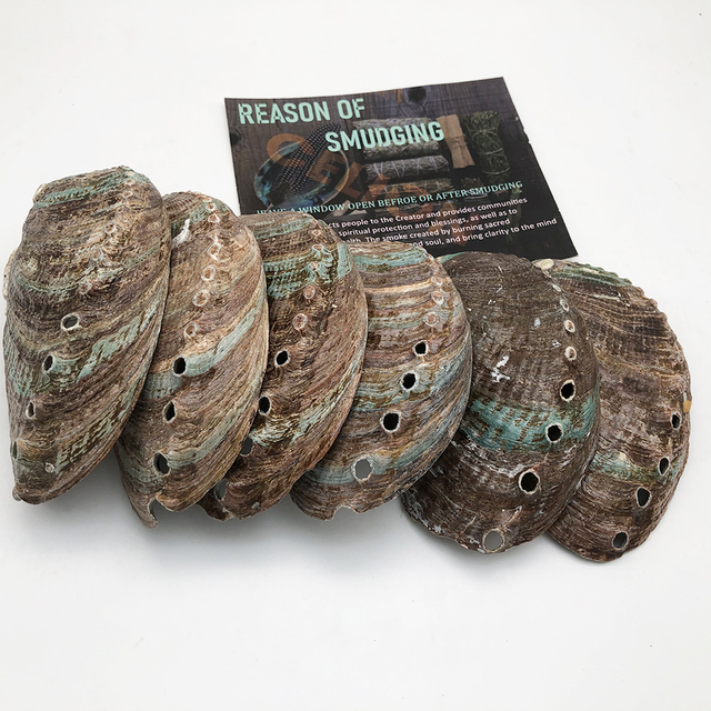 2023 CELION Hot Sale 12-13cm Natural Raw Chinese Abalone Shell for Burning Sage