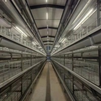 Offre Spéciale : Poulailler Automatique Type H à 4 Niveaux, Équipement d'Élevage Galvanisé pour 20 000 Poulets – Projet Agricole Afrique