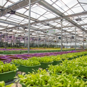 Nông Nghiệp Tiết Kiệm Nước Cao Hiệu Quả Hàn Lưới Cây Giống Băng Ghế Lăn Hạt Giống Giường Cho Cà Chua Lettuces Dâu Tây - Product Image 4