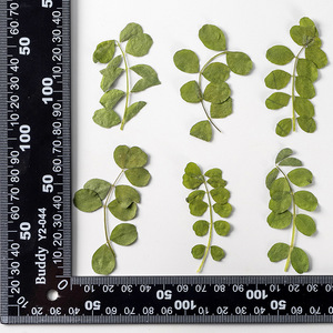 Carta di foglie di astragalo di latte cinese che fa forniture gioielli in resina fiore secco pressato reale ecologico - Product Image 6