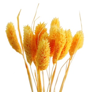 Đa-Màu Khô Phalaris Hoa Tự Nhiên Đá Quý Cỏ Trang Trí Vòng Hoa Cây Cho Giáng Sinh Valentine Của Ngày Halloween Trang Trí - Product Image 1