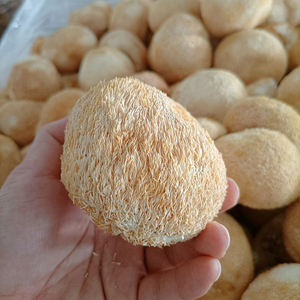 Jamur Surai Singa Deshidratado Champignon Utuh <span class=keywords><strong>Hericium</strong></span> <span class=keywords><strong>Erinaceus</strong></span> - Product Image 4