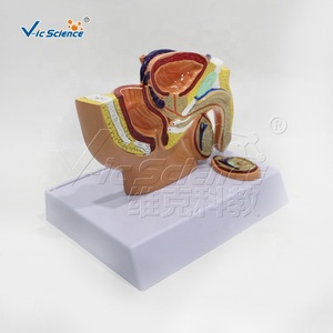 Modelo Anatómico Sagital Mini de Pelvis Masculina y Femenina, Modelo de Anatomía Masculina, Modelo de Enseñanza Médica Humana - Product Image 6