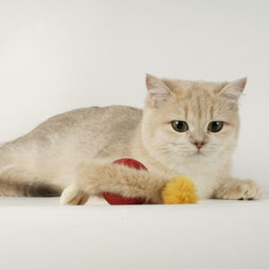 Giocattoli per gatti interattivi per interni giocattoli per gatti per interni che rotolano velocemente sul tappeto cinguettio e movimento - Product Image 3