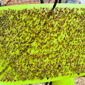 Piège à insectes collant double face jaune et bleu, plaque de colle imperméable pour le contrôle des parasites en serre, jardin et agriculture - Product Image 2