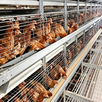 Nouvelles cages à poulets de chair en batterie de type H à 4 niveaux, entièrement automatiques, en acier galvanisé à chaud, à prix réduit