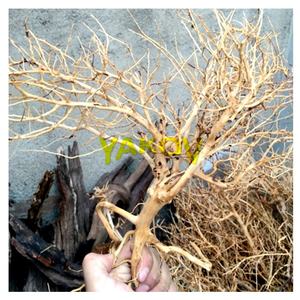 ไม้ตกแต่งตู้ปลา ต้นไม้ลอยน้ำ ประเทศไทย - Product Image 3