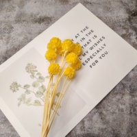 Lovebay Groothandel Gedroogde Bloem Geconserveerde Scabiosa Voor Decoratie Natuurlijk Geconserveerde Windmolen Bloem Voor Bruiloft Home Office Party