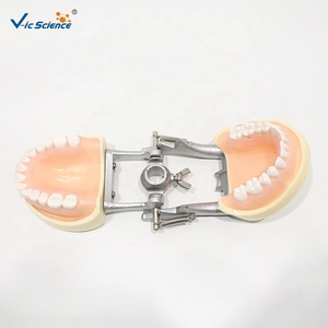 Modèle dentaire standard, modèle de mâchoire à dents permanentes pour l'enseignement médical buccal CE/ISO/ROHS/CNAS - Product Image 3