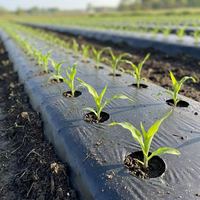 Film de paillage agricole premium noir et argenté en PE pour serres et agriculture